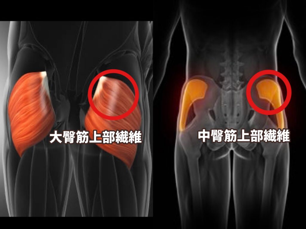 大臀筋上部繊維と中臀筋上部繊維